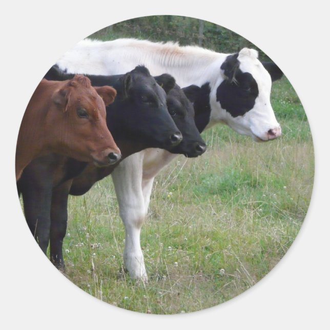 Cows in a Row Classic Round Sticker (Front)