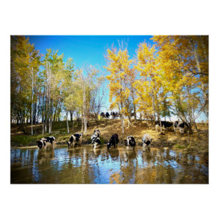 Cows in Autumn at the Pond Poster