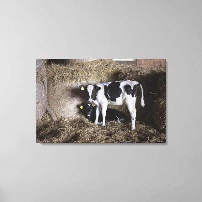 Cows in barn canvas print (Front)