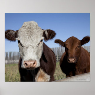 Cows in fenced area poster