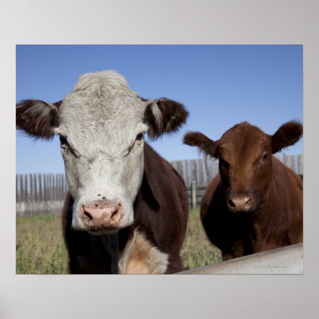 Cows in fenced area poster (Front)