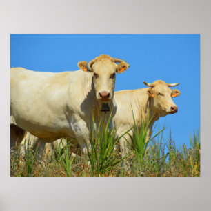Cows in France animal Poster