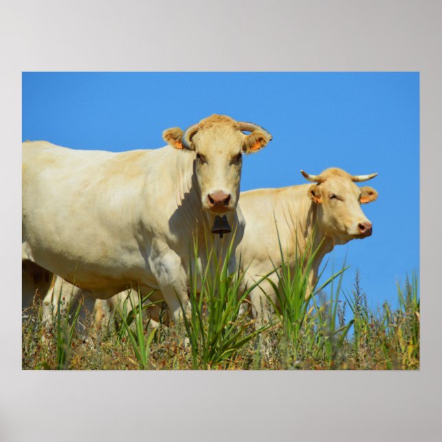 Cows in France animal Poster (Front)