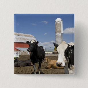Cows in front of a red barn and silo on a farm 15 cm square badge