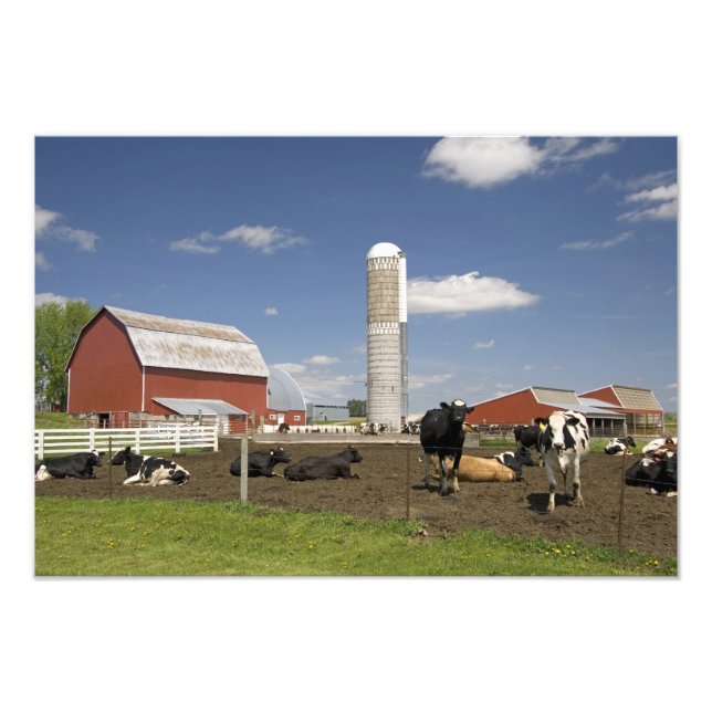 Cows in front of a red barn and silo on a farm photo print (Front)