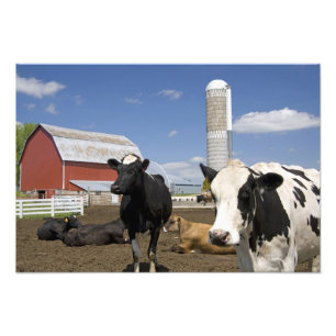Cows in front of a red barn and silo on a farm photo print