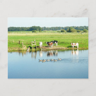 Cows in Meadow River Landscape Photo Postcard