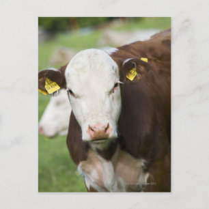 Cows in pasture, close-up postcard