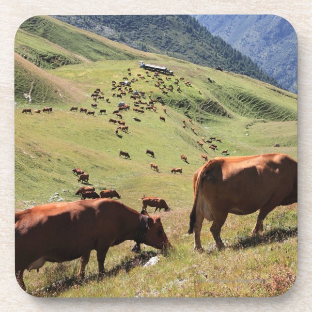 cows in Tarentaise Valley - Tarine race Coaster (Front)