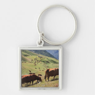 cows in Tarentaise Valley - Tarine race Key Ring