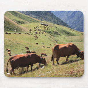 cows in Tarentaise Valley - Tarine race Mouse Pad