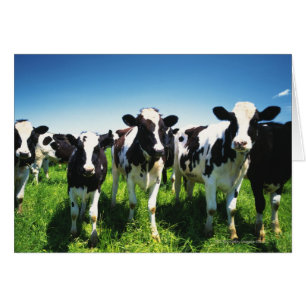Cows in the field, Betsukai town, Hokkaido