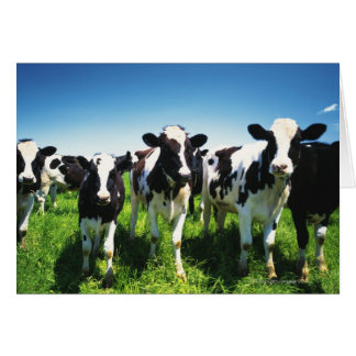 Cows in the field, Betsukai town, Hokkaido