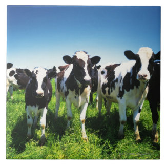 Cows in the field, Betsukai town, Hokkaido Tile