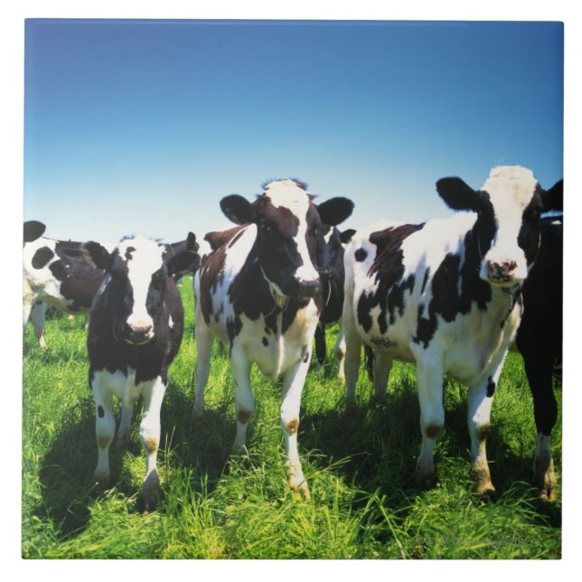 Cows in the field, Betsukai town, Hokkaido Tile (Front)