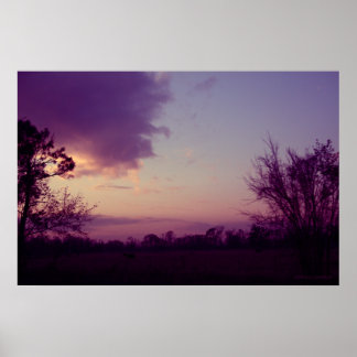 Cows in the Field Poster