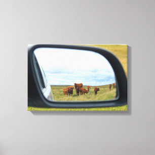 Cows in the mirror canvas print