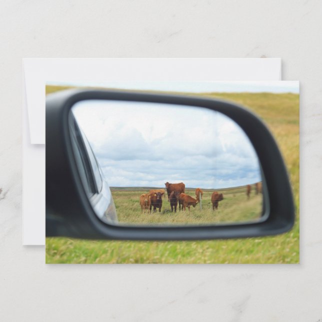 Cows in the mirror card (Front)