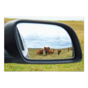 Cows in the mirror photo print