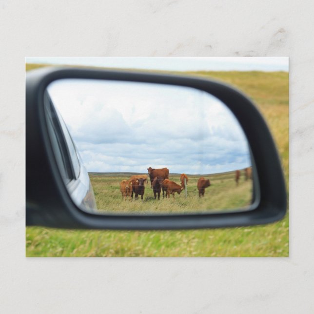 Cows in the mirror postcard (Front)