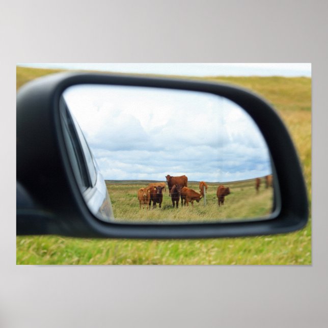 Cows in the mirror poster (Front)