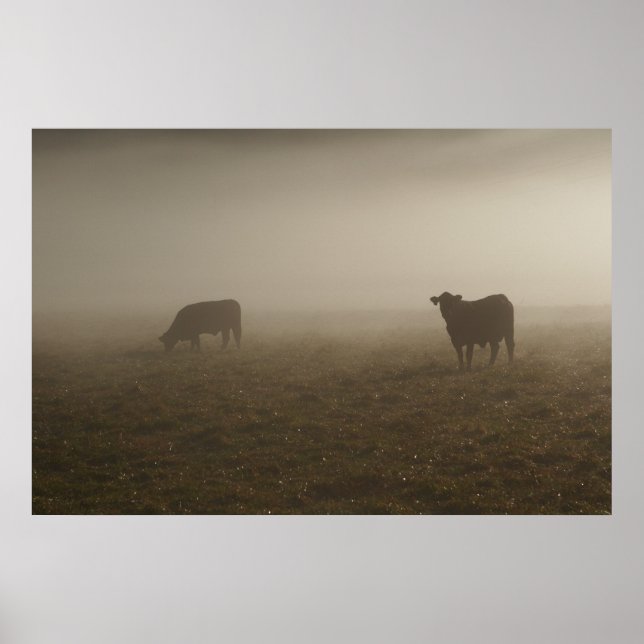 Cows in the Mist Photo Poster (Front)