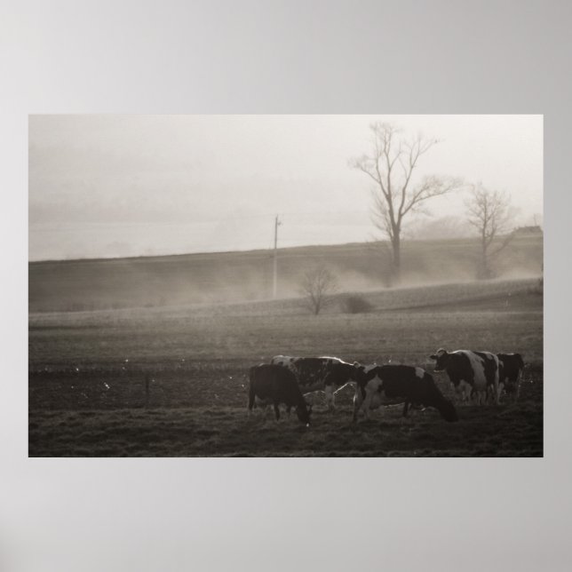 Cows In The Mist Print (Front)