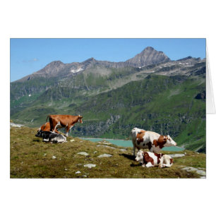 Cows In The Mountains