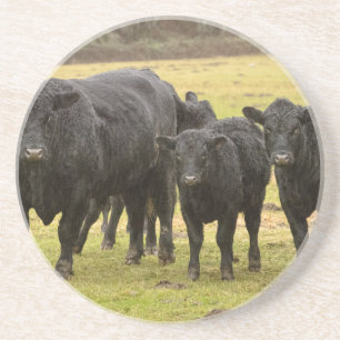 Cows in the rain coaster