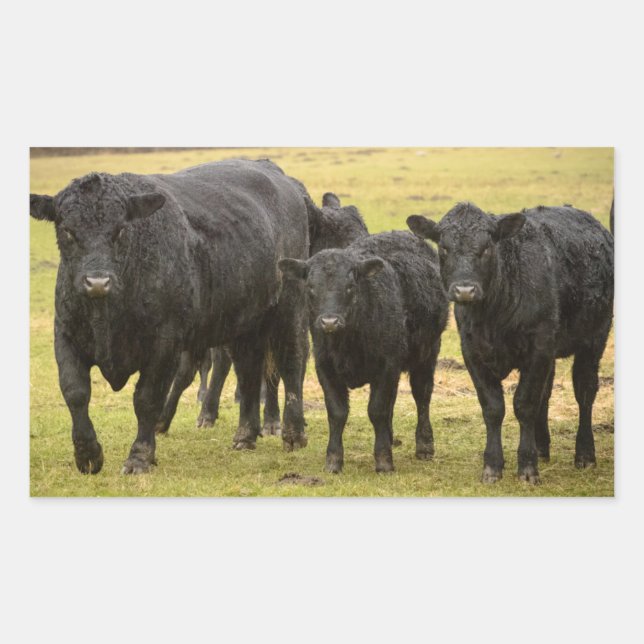 Cows in the rain rectangular sticker (Front)