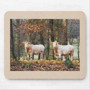 Cows in woodland, France Mouse Pad