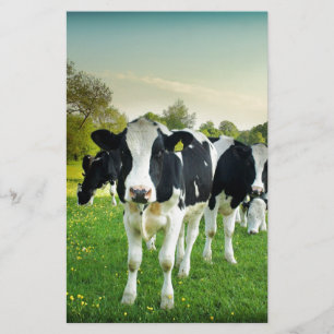 Cows love to stare