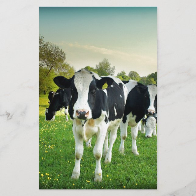 Cows love to stare (Front)