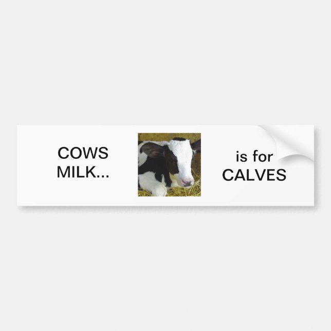 Cows milk is for calves bumper sticker (Front)