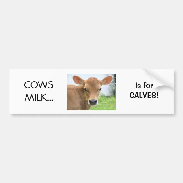 Cows Milk is for Calves design 2 Bumper Sticker (Front)