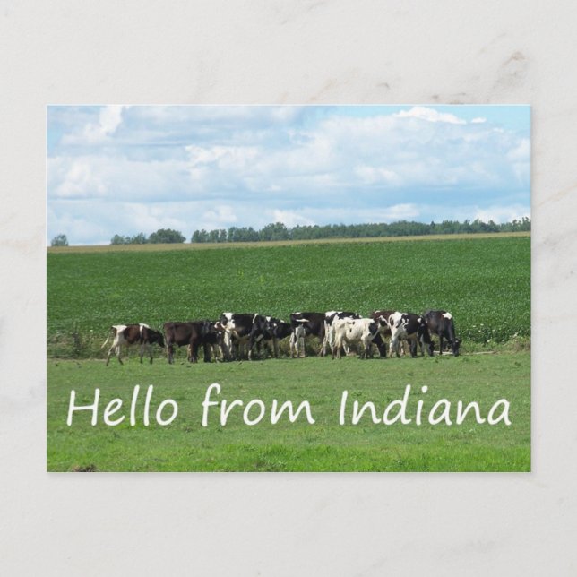 Cows of Indiana Postcard (Front)