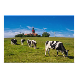 Cows on a meadow with lighthouse photo print