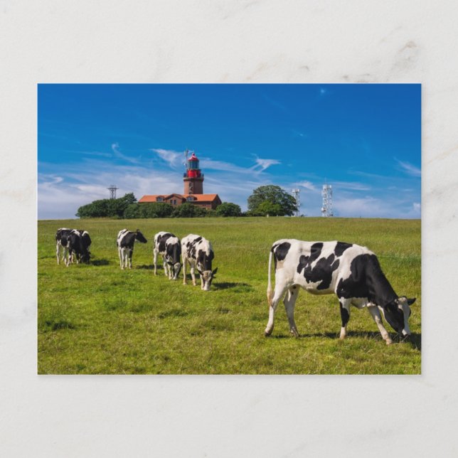 Cows on a meadow with lighthouse postcard (Front)