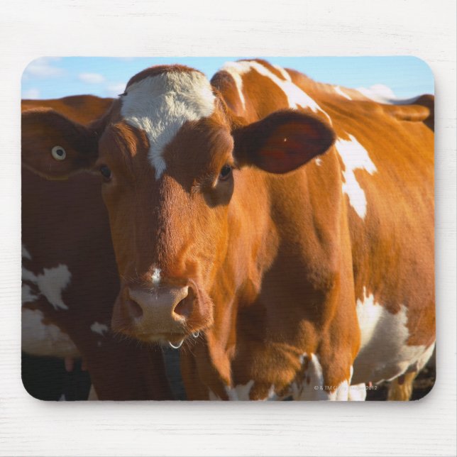 Cows on farm mouse pad (Front)