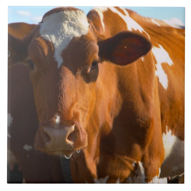 Cows on farm tile (Front)