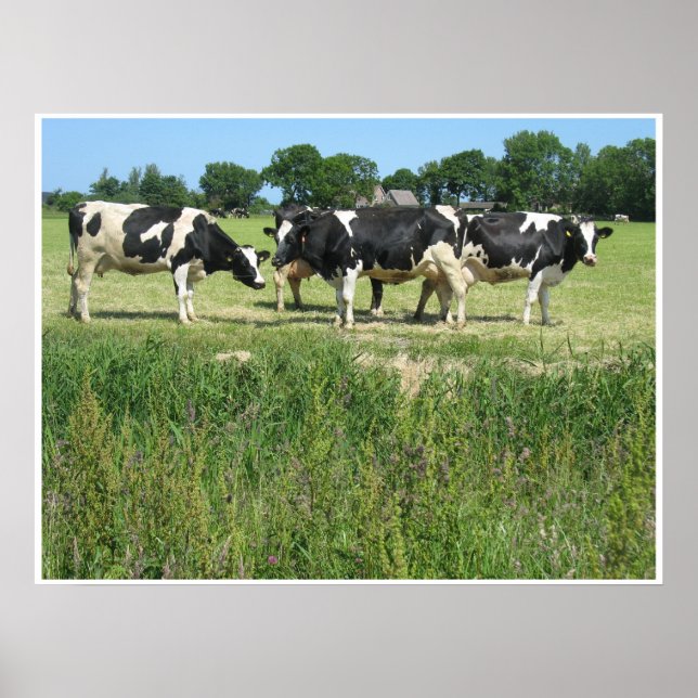 Cows Photo Poster (Front)