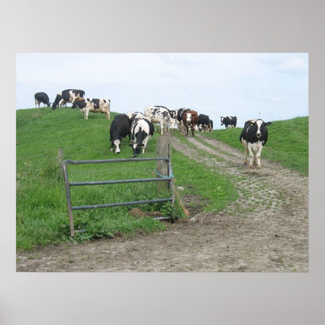 Cows Photo Poster (Front)