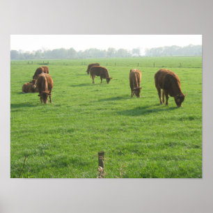 Cows Photo Poster Print