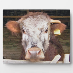 COWS PLAQUE