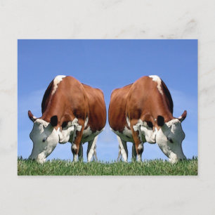 Cows Postcard