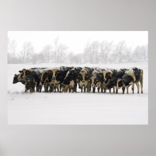 Cows Poster