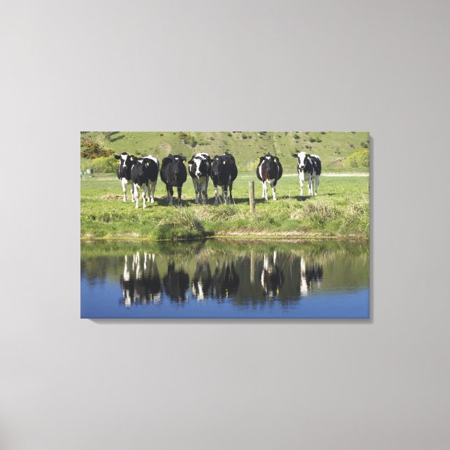 Cows reflected in canal, Henley, Taieri Plain, Canvas Print (Front)