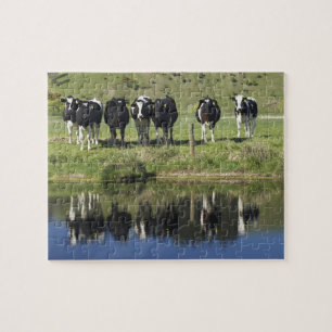 Cows reflected in canal, Henley, Taieri Plain, Jigsaw Puzzle