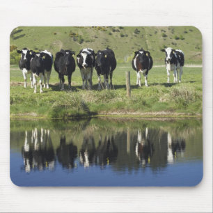 Cows reflected in canal, Henley, Taieri Plain, Mouse Pad