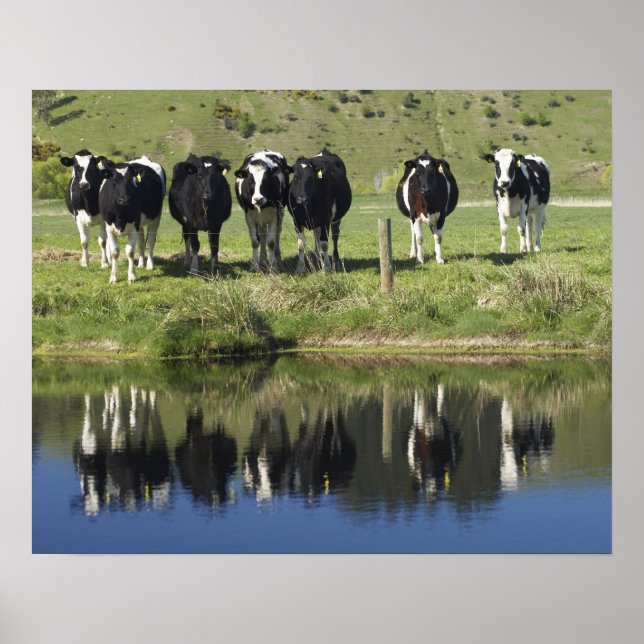 Cows reflected in canal, Henley, Taieri Plain, Poster (Front)
